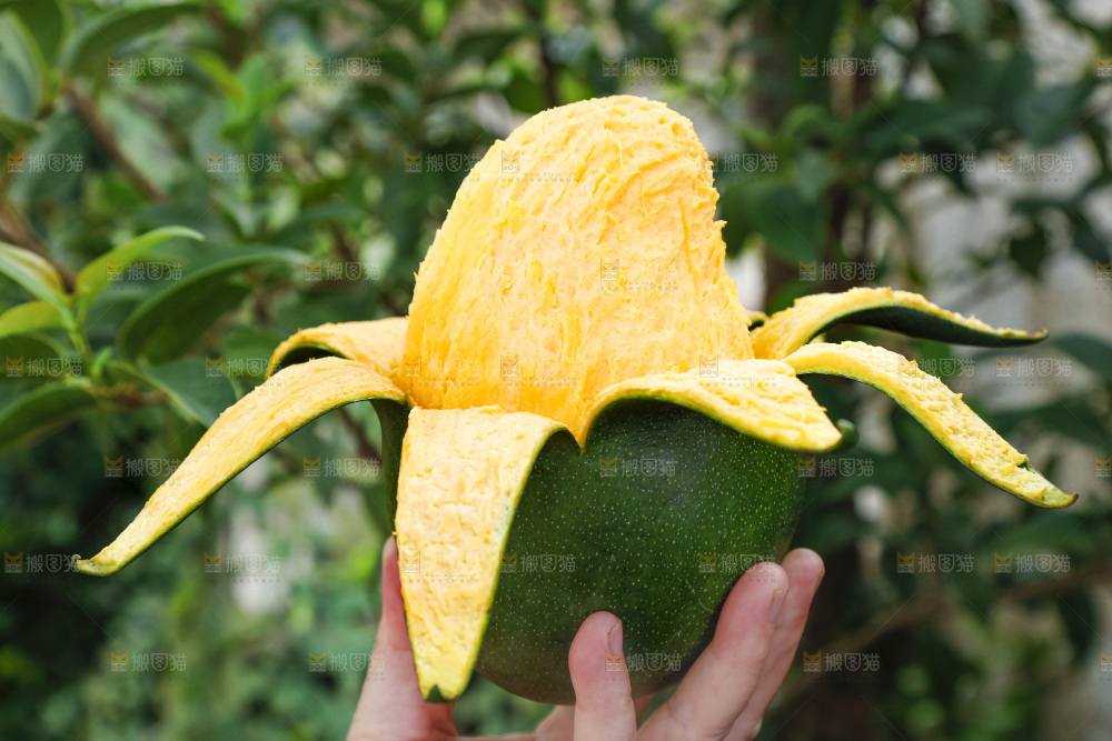 凯特芒