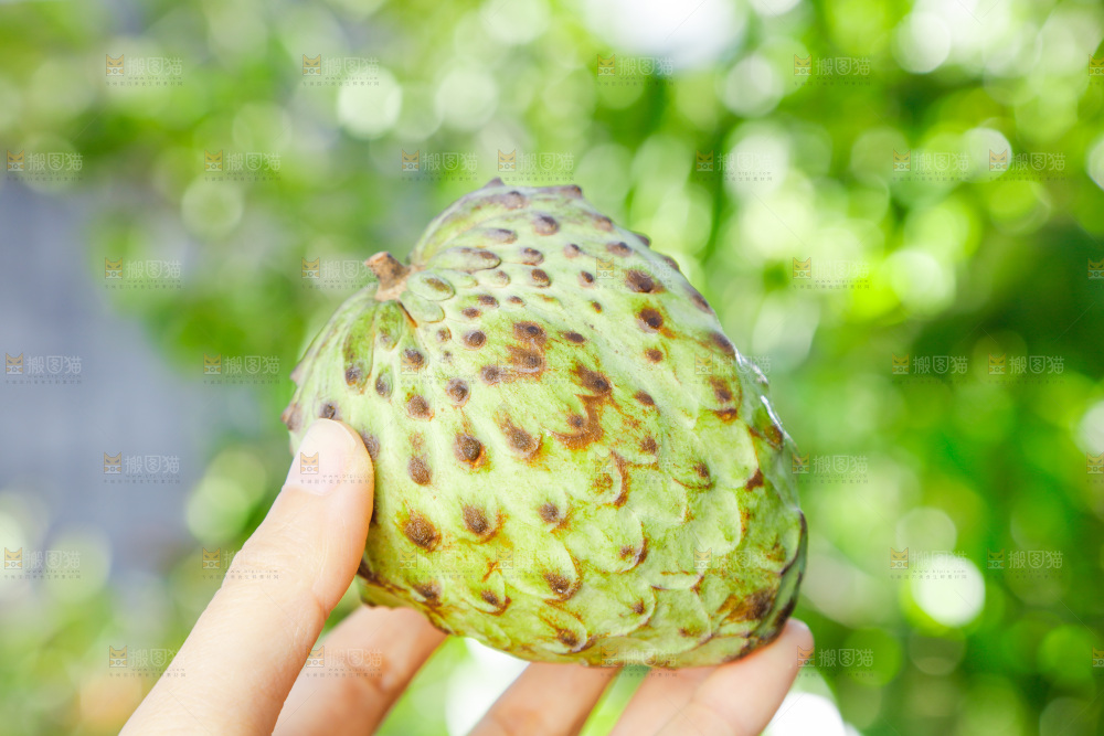 手里拿着释迦果