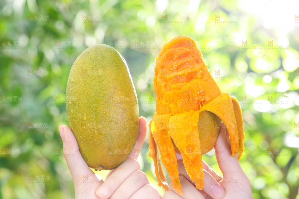 手拿剥皮的椰香芒