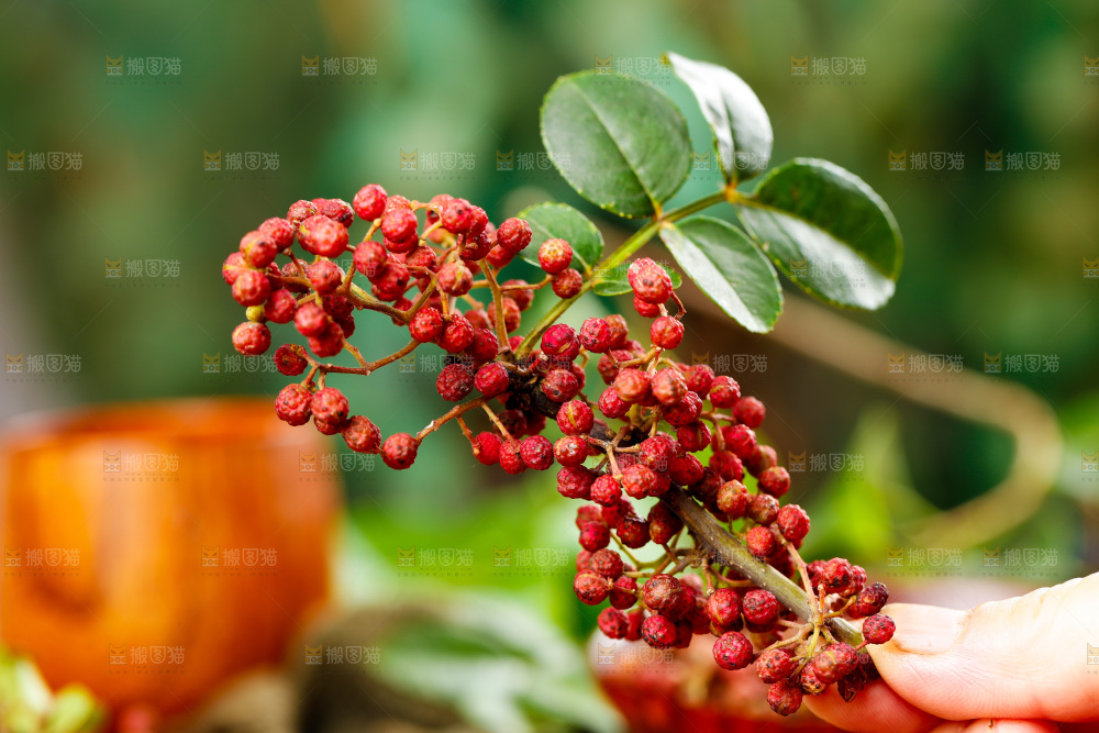 手拿新鲜红花椒