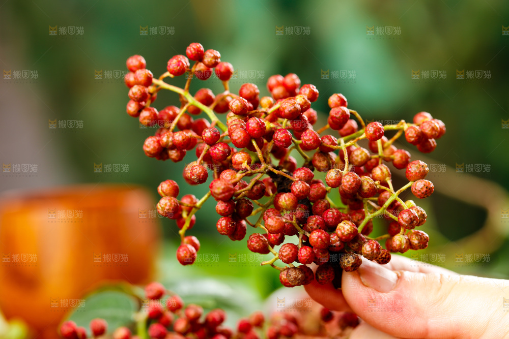 手拿新鲜红花椒