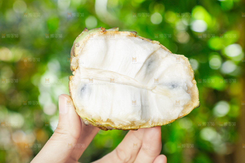 手里拿着释迦果
