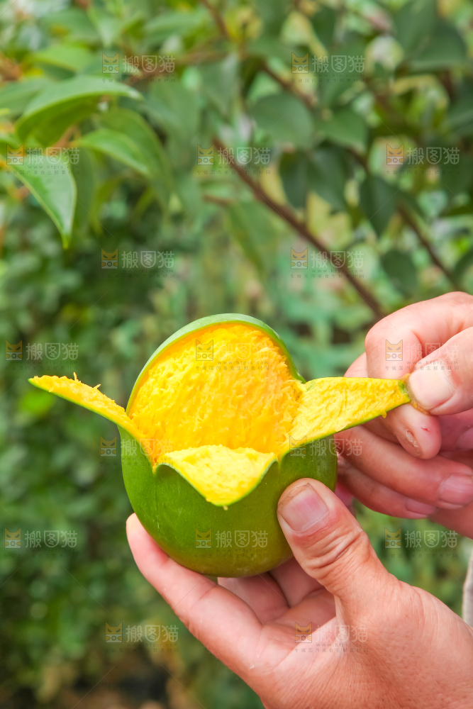 手拿剥皮的四川凯特芒