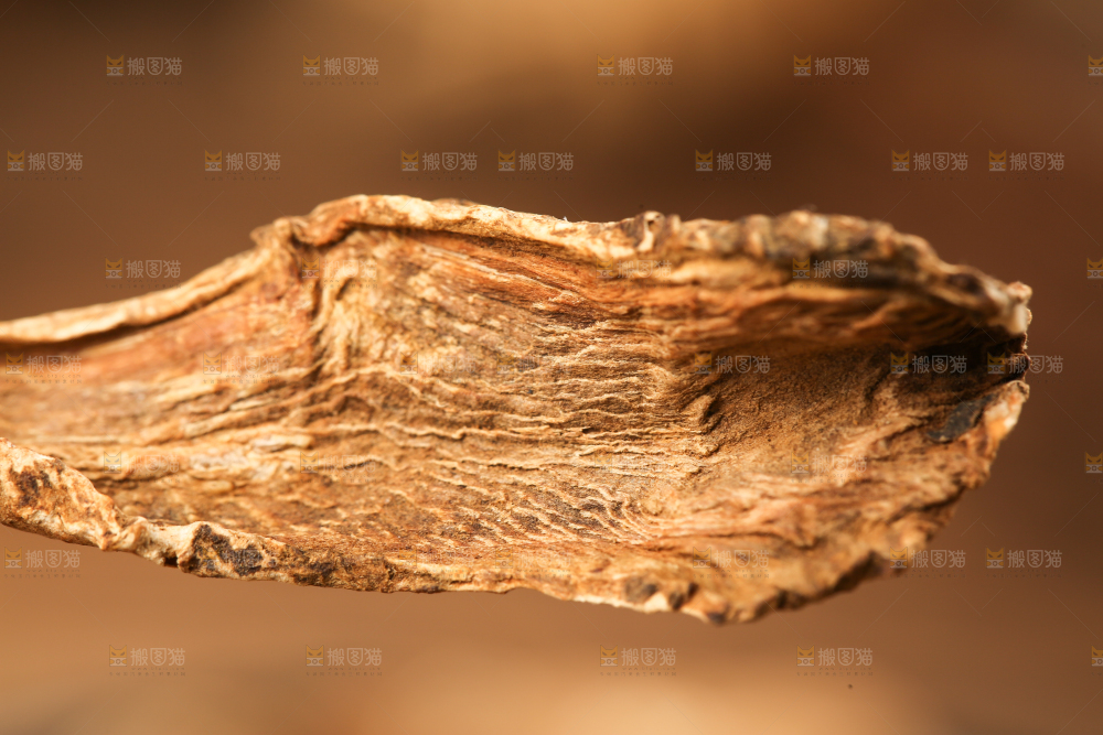 手里拿着牛蒡根