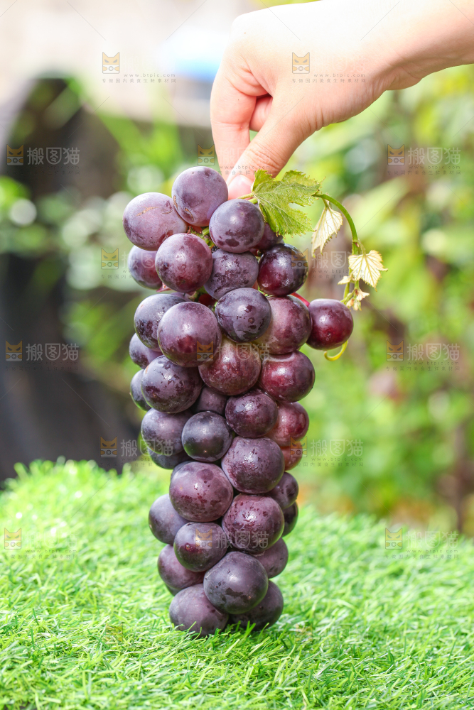 手拿东北巨峰葡萄