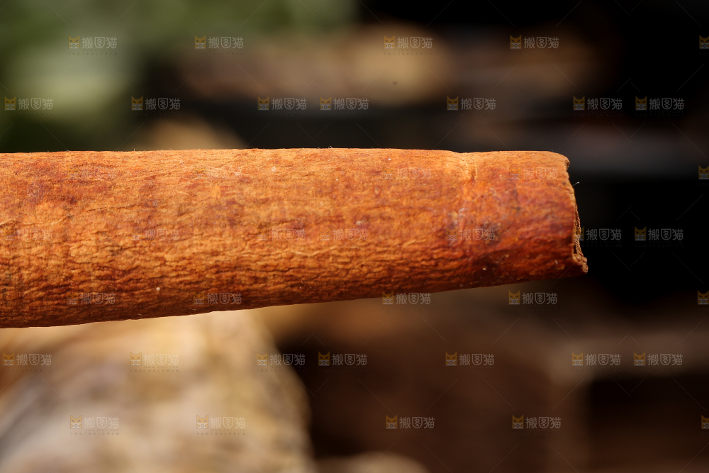 手里拿着桂皮