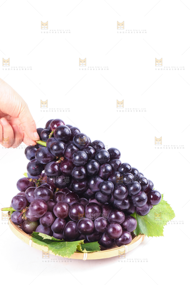 手拿东北巨峰葡萄