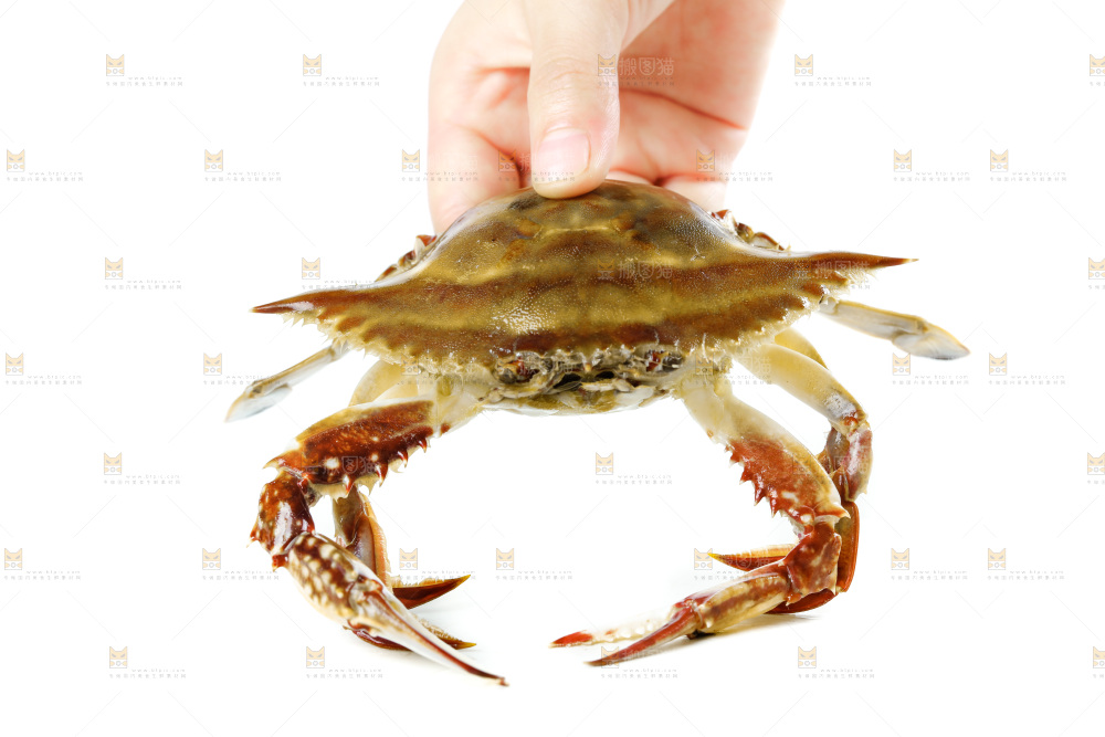 手拿梭子蟹