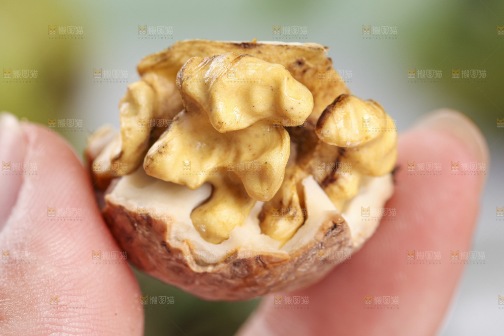 手拿新鲜湿核桃果仁
