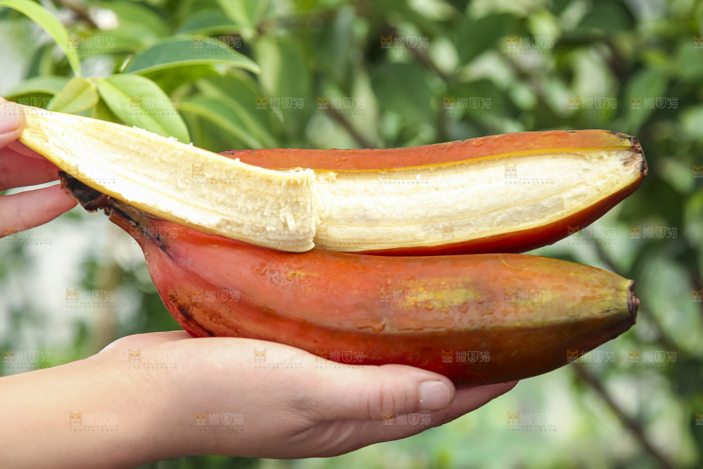 手拿剥皮的红皮香蕉