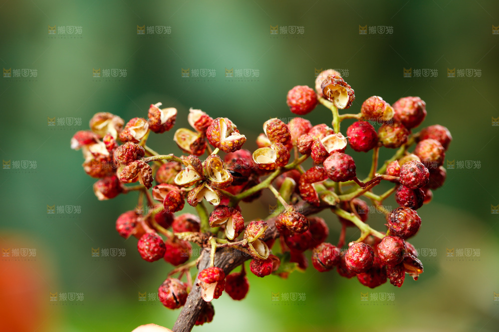 手拿新鲜红花椒