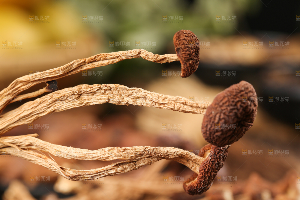 手里拿着茶树菇