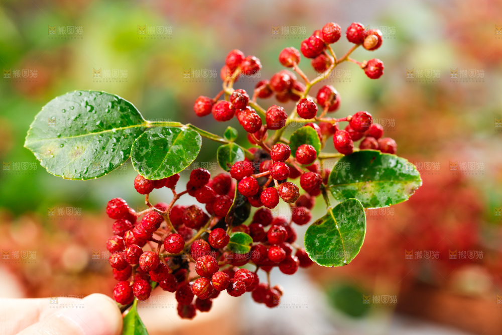 手拿新鲜花椒