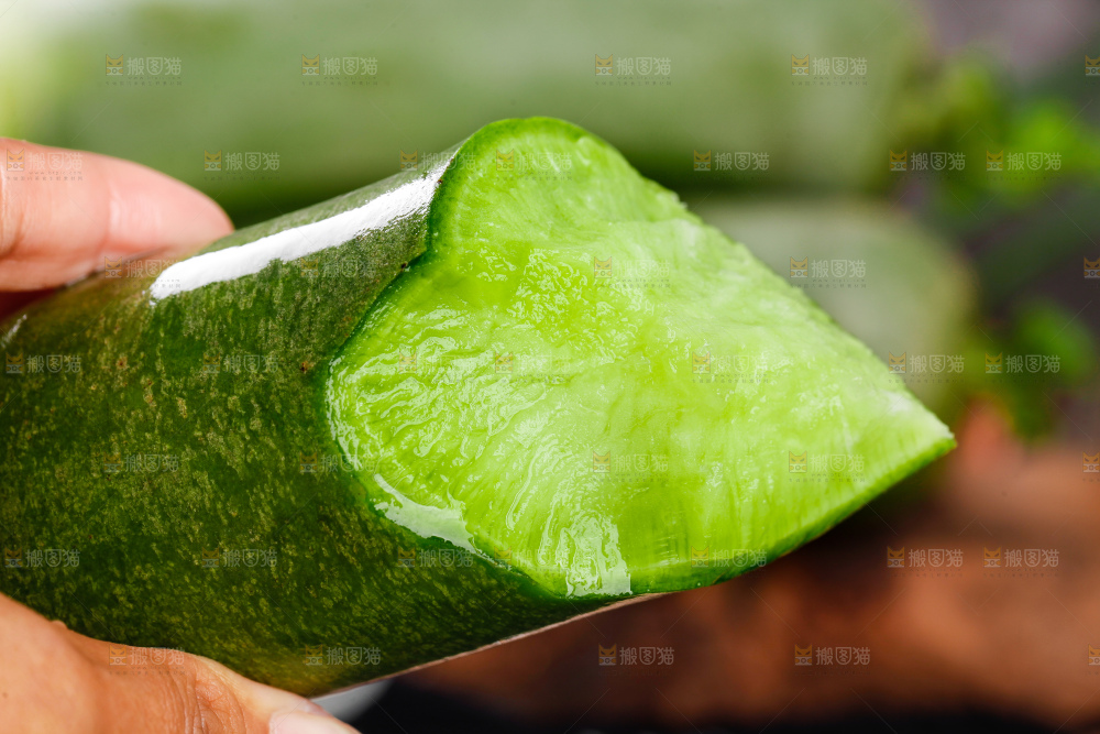 手里拿着青萝卜