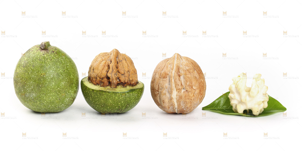 白底上的新鲜核桃