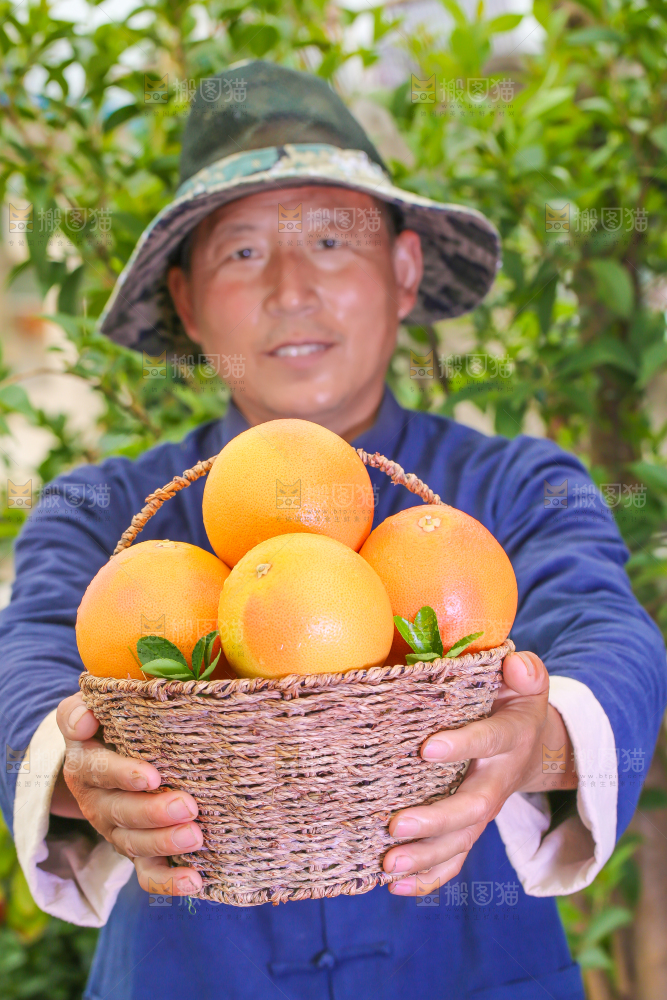 农民手里捧着一筐红心西柚