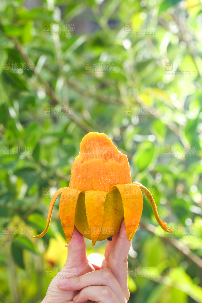 手拿剥皮的椰香芒