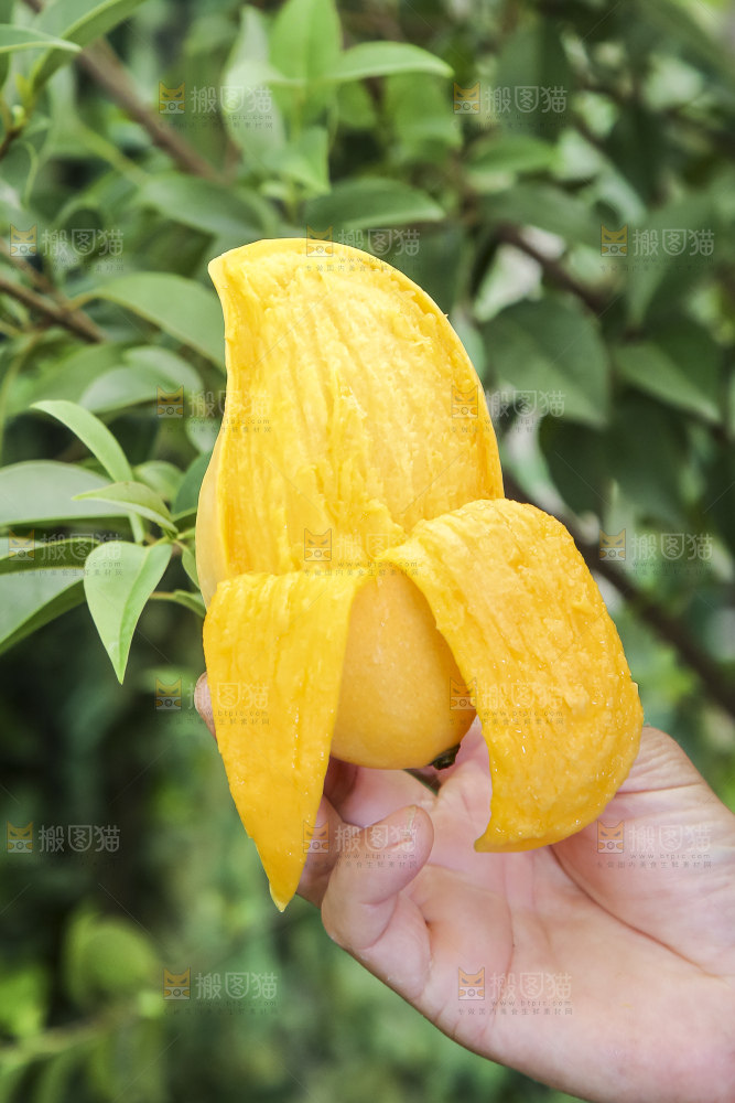 手拿剥皮的鹰嘴芒