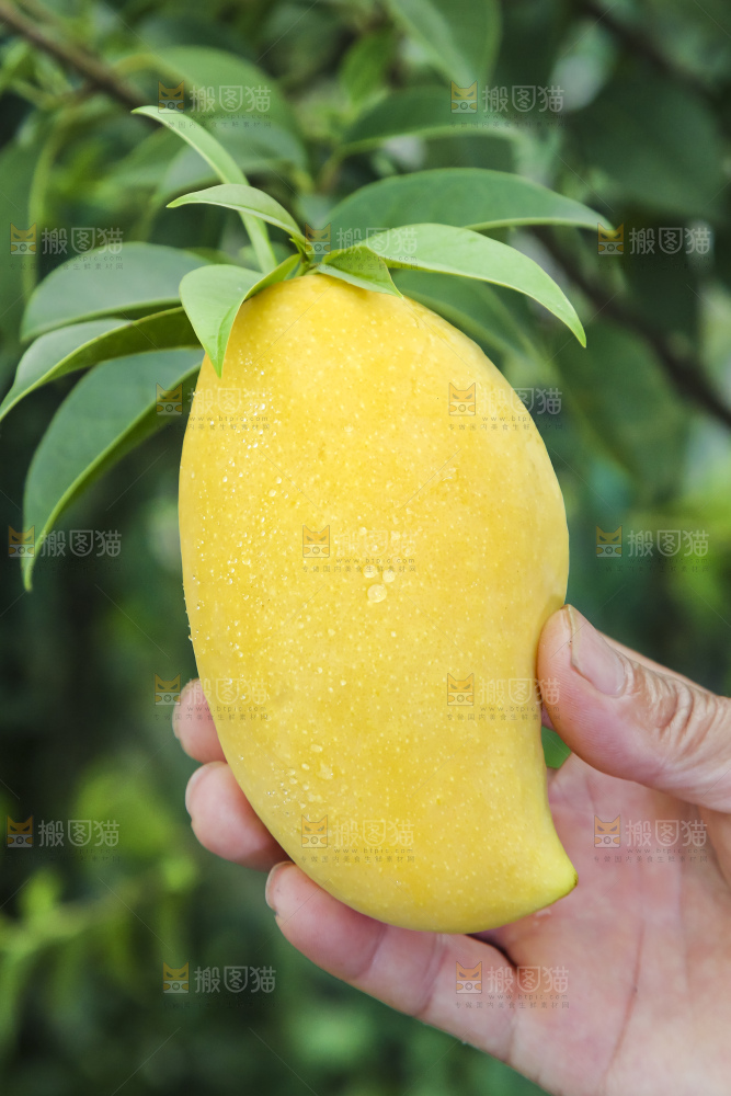 草地上的鹰嘴芒