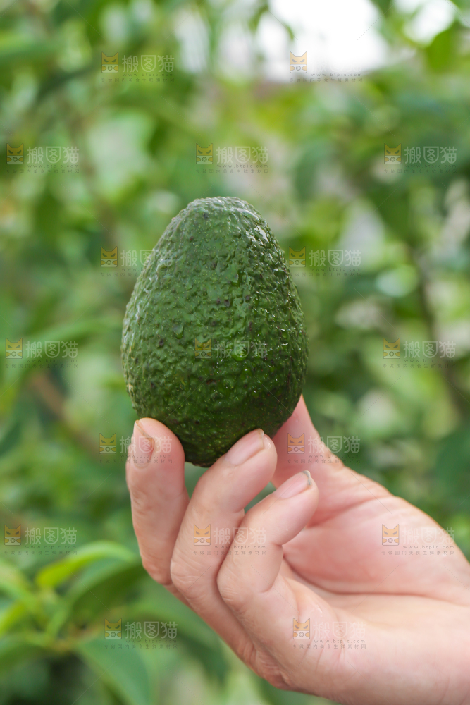 手里拿着牛油果