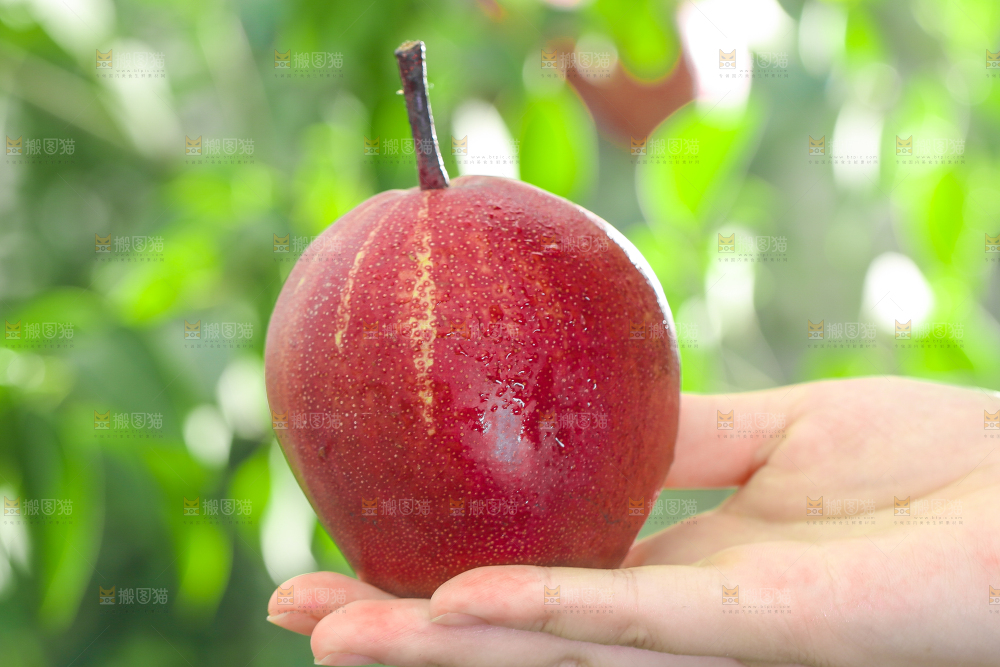 手拿彩虹梨