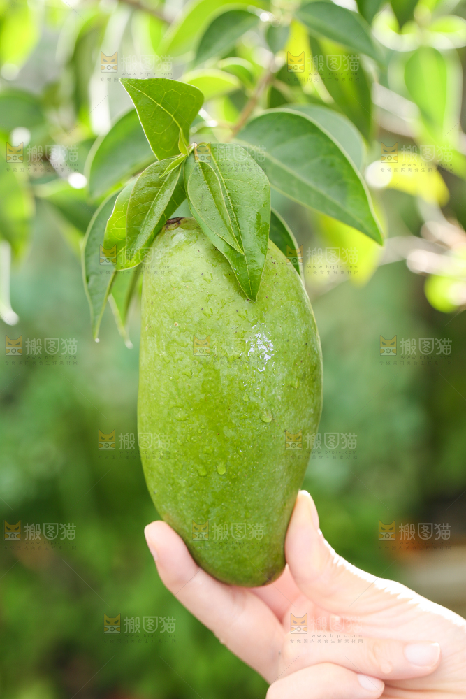 手拿田东桂七芒
