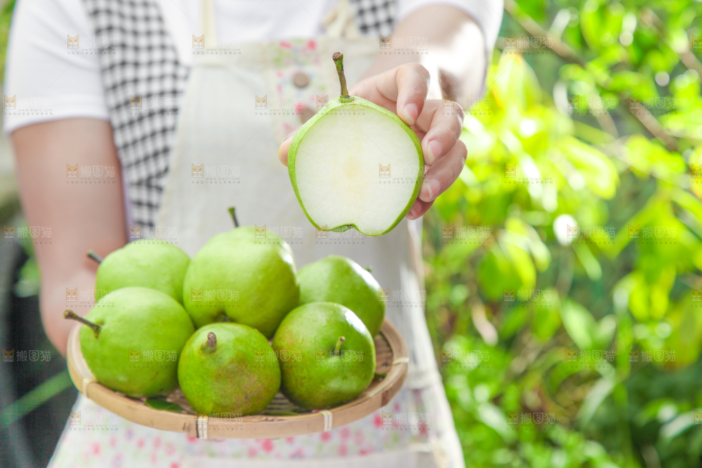 手端一盘陕西早酥梨