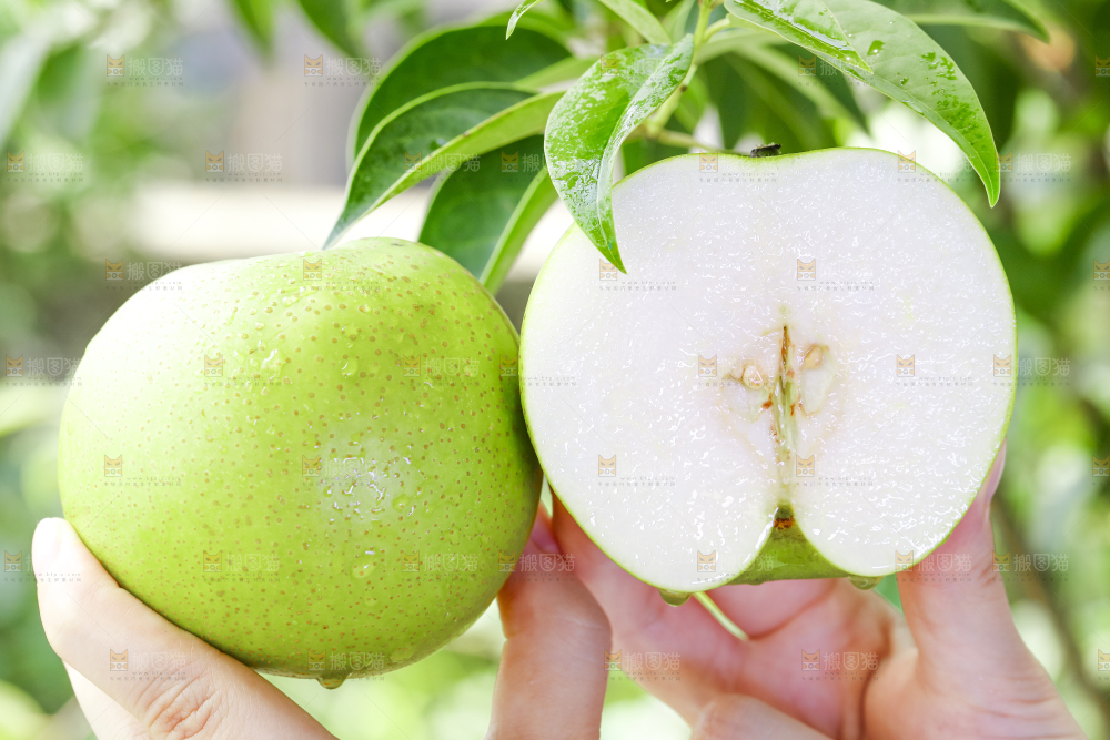 手拿切开的砀山苹果梨