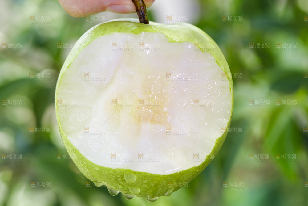 手拿的砀山青皮皇冠梨