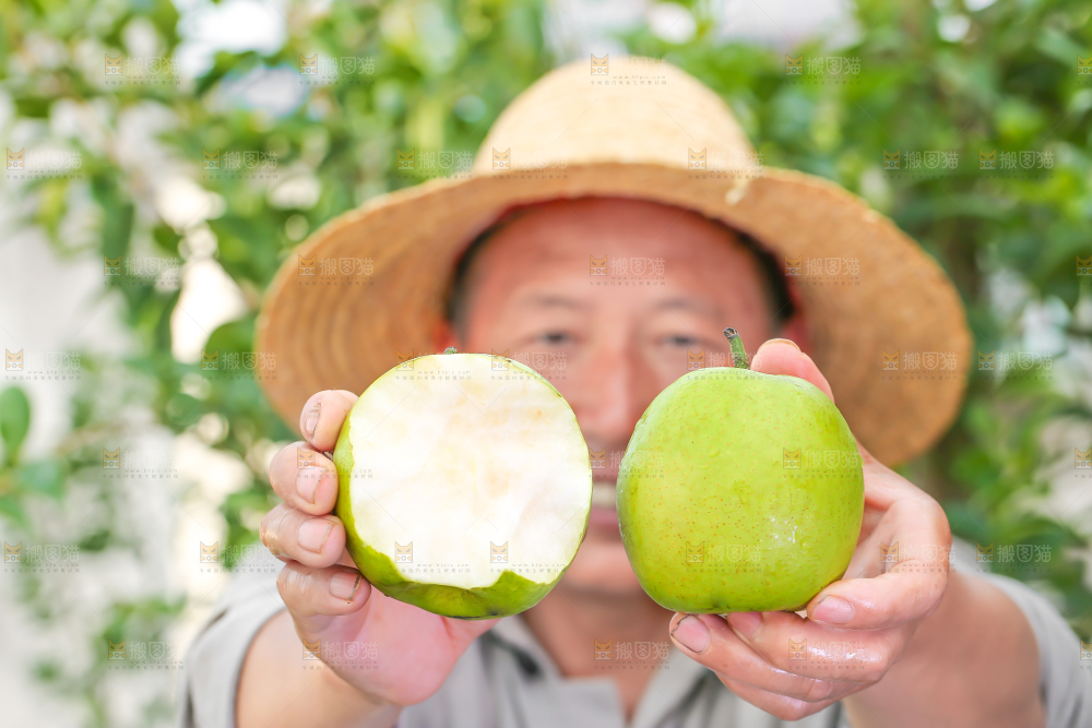 农民手里拿着青皮皇冠梨
