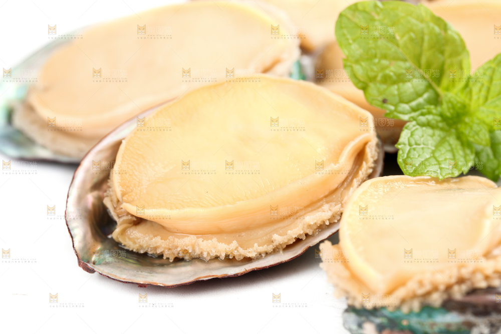 白底上的新鲜鲍鱼