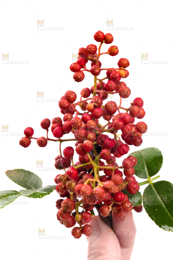 手拿新鲜花椒
