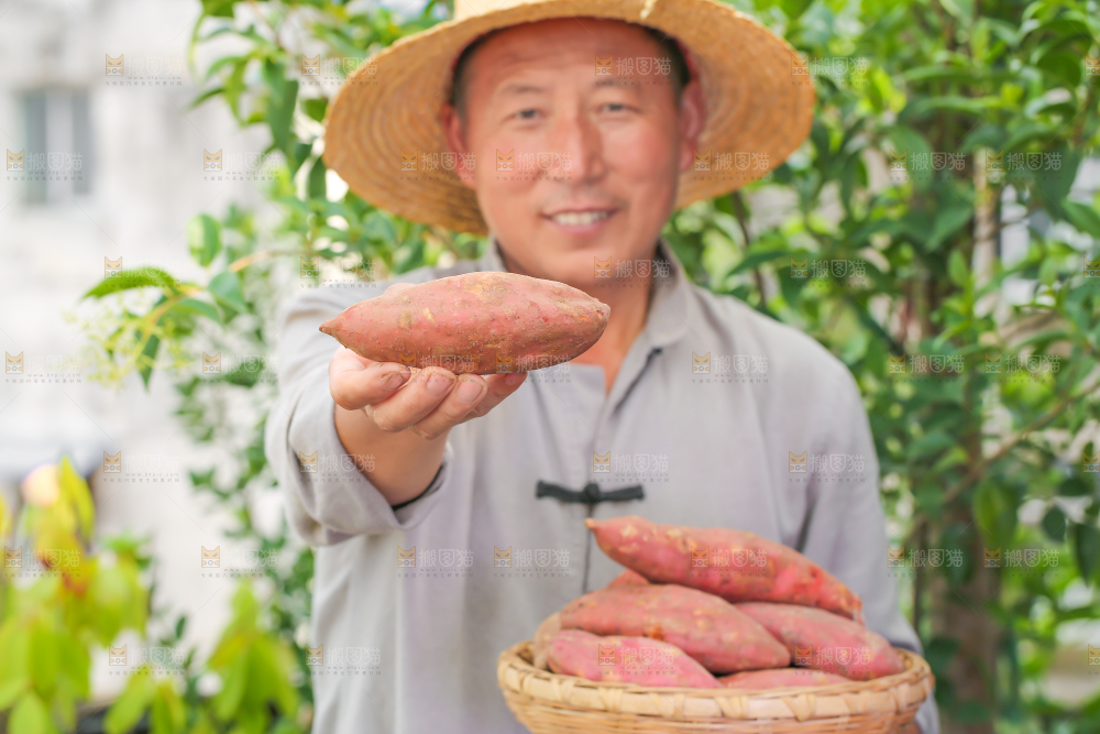 农民手里端着一盘红心红薯