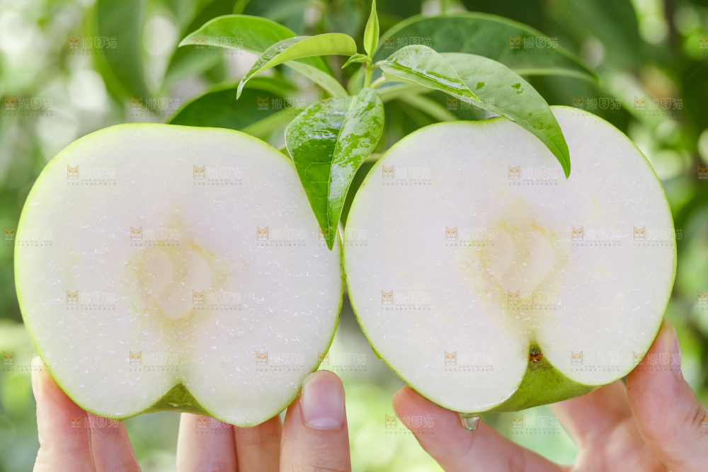 手拿切开的砀山苹果梨