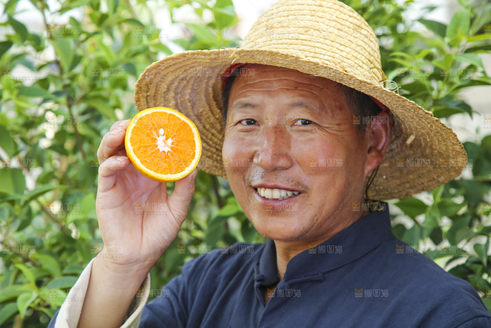 农民手拿一个切开的夏橙