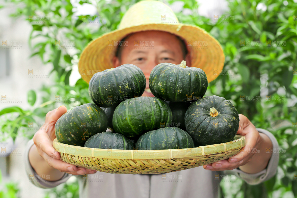 农民端着一盘板栗贝贝南瓜