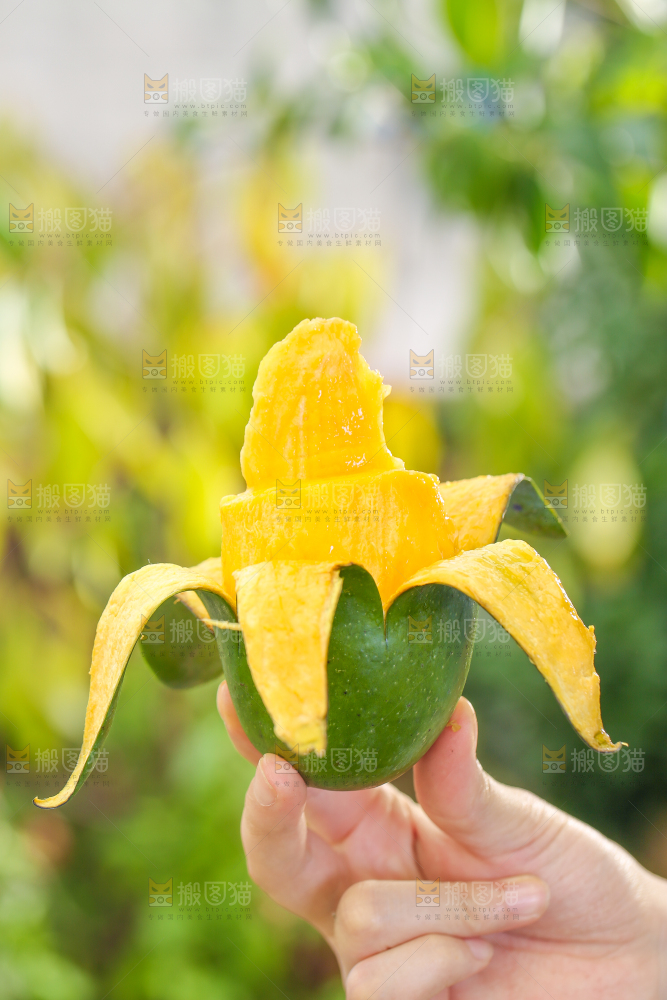 手拿剥皮的桂七芒