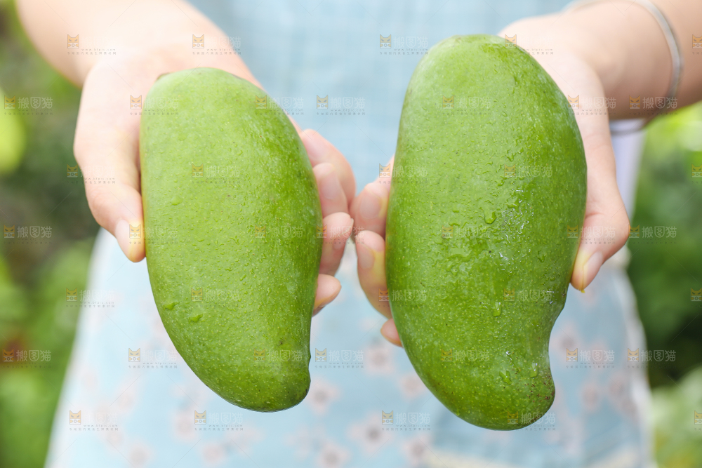手拿田东桂七芒