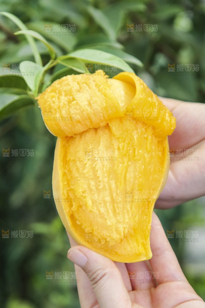 手拿剥皮的鹰嘴芒