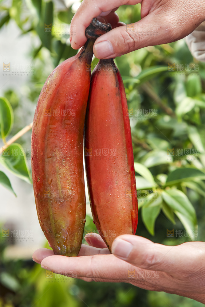 手拿红皮美人香蕉