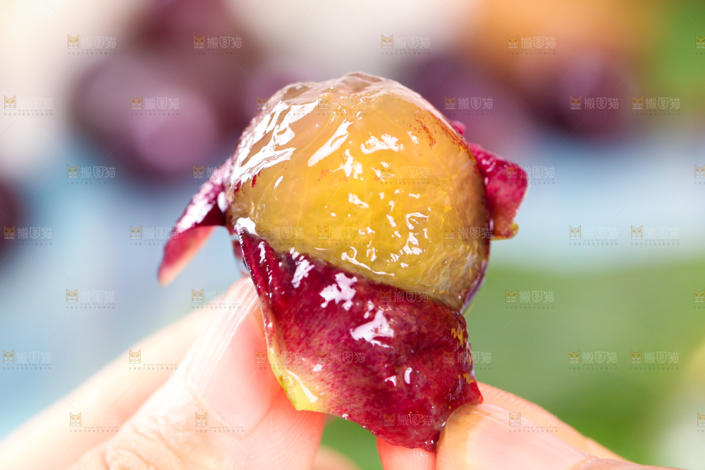 手拿剥皮的东北巨峰葡萄
