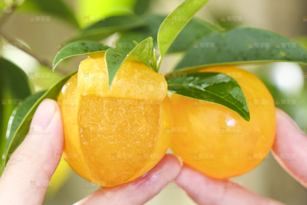 手拿剥皮的黄金奈李