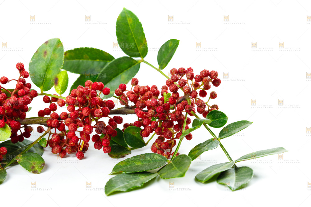 白底上的新鲜花椒