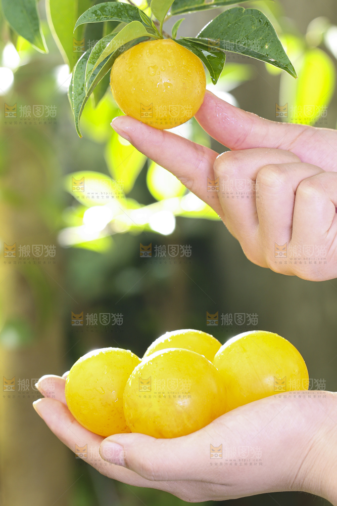 手拿黄金奈李