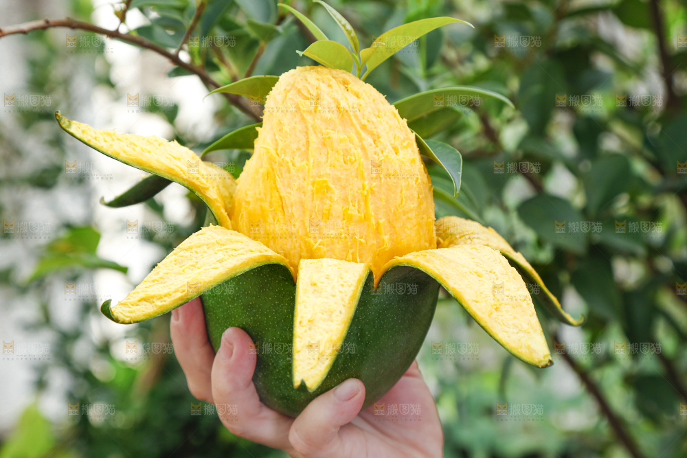 手拿着剥皮的攀枝花凯特芒