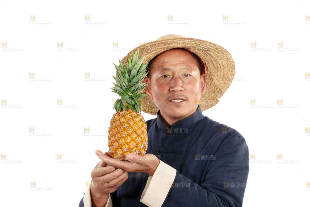 农民手里拿着凤梨