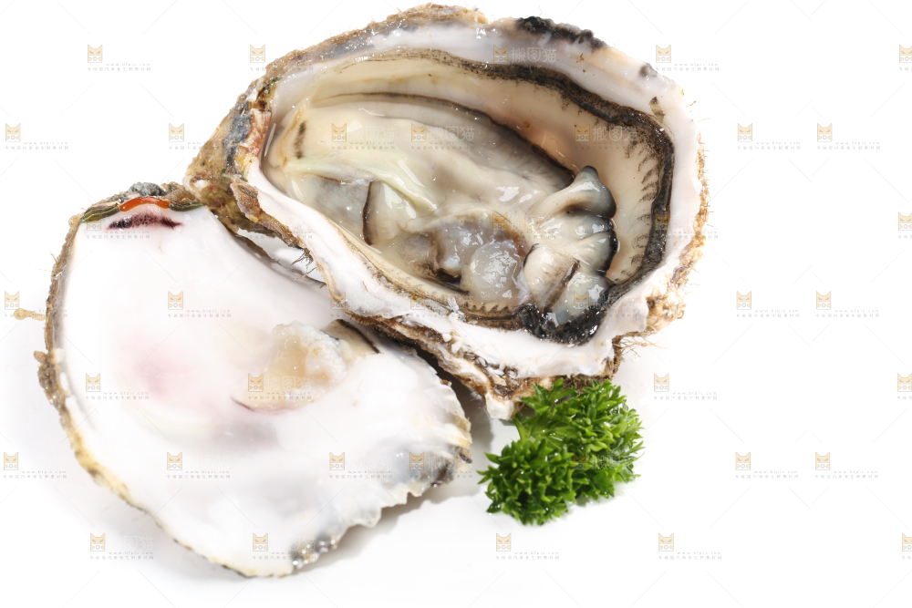 白底上剥开的牡蛎