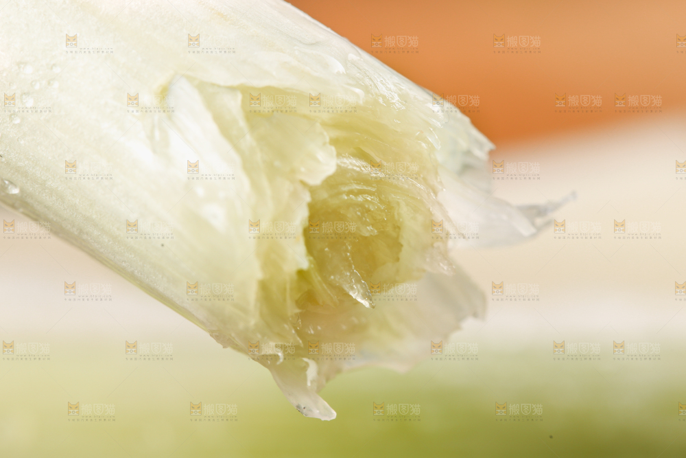 浅底上的铁杆大葱