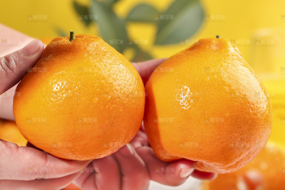 手拿新鲜春见