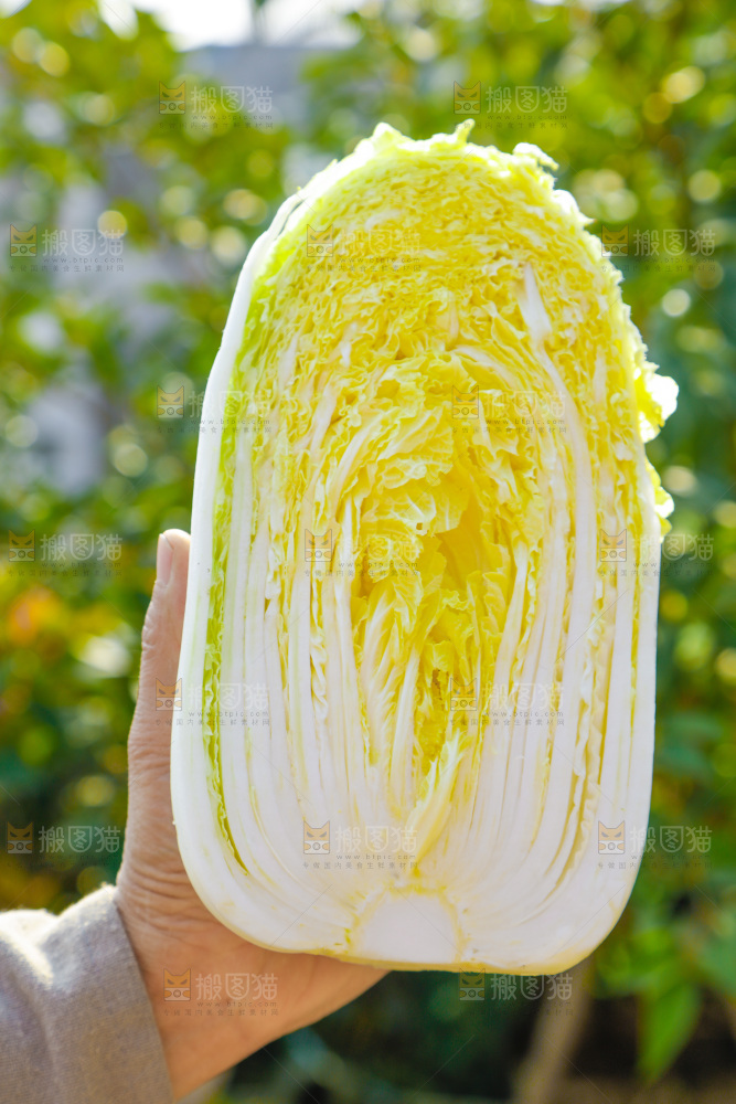 农民手拿大白菜